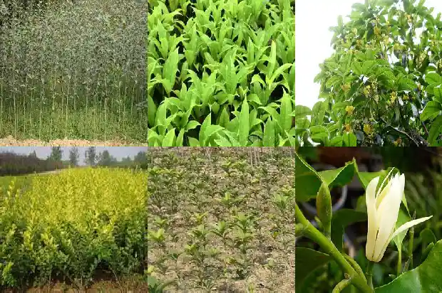 每个月开花的桂花树有哪些品种1683163560007
