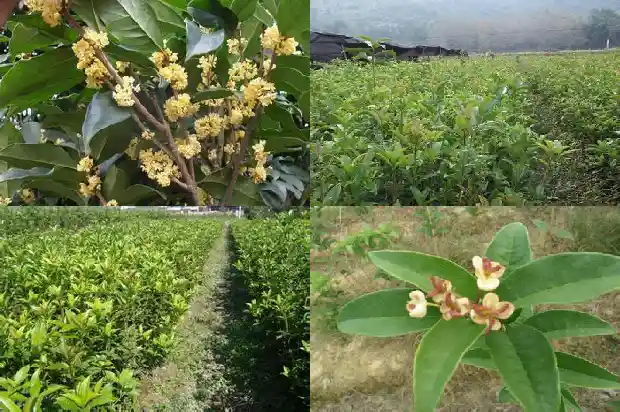 每个月开花的桂花树有哪些品种1683163560055