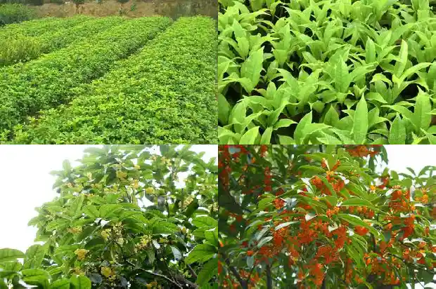 每个月开花的桂花树有哪些品种1683163560103