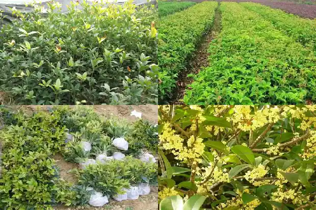 有月月开的桂花吗1683163579918