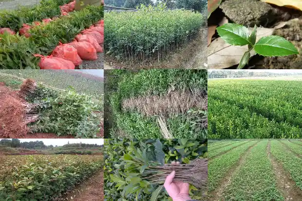 有月月开的桂花吗1683163579966