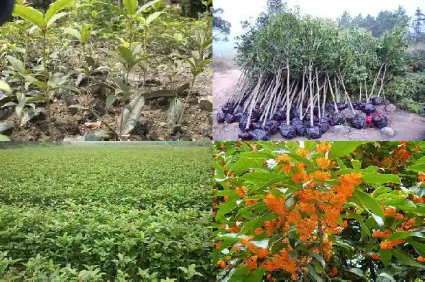 桂花的用法和用量1689035242122