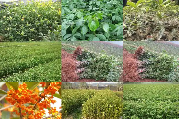 最值钱的桂花树排名1689899625733