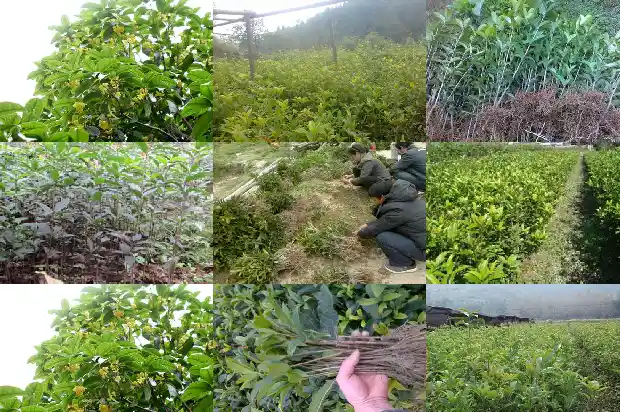 20公分的桂花树多少钱1棵呢1689838330774