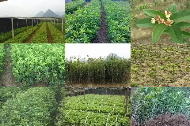 现在移植桂花树可以吗1683163627506