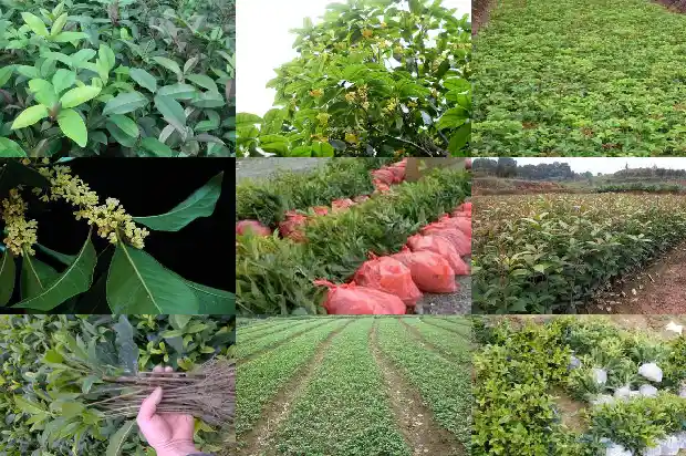 八月桂花分几种1688346043653