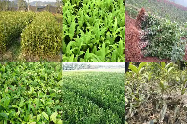 现在移植桂花树可以吗北方1683163635236