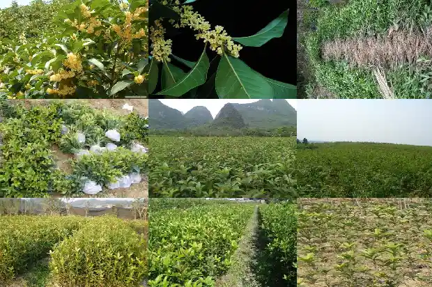 20公分的桂花树多少钱1棵1689640217341
