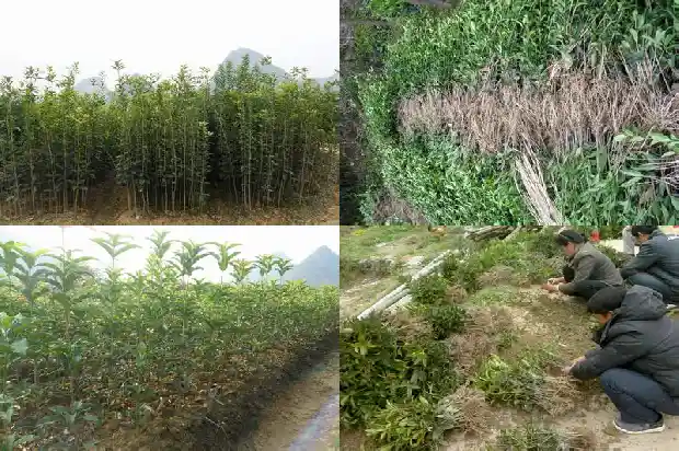 桂花树苗那种长的大1683245325591
