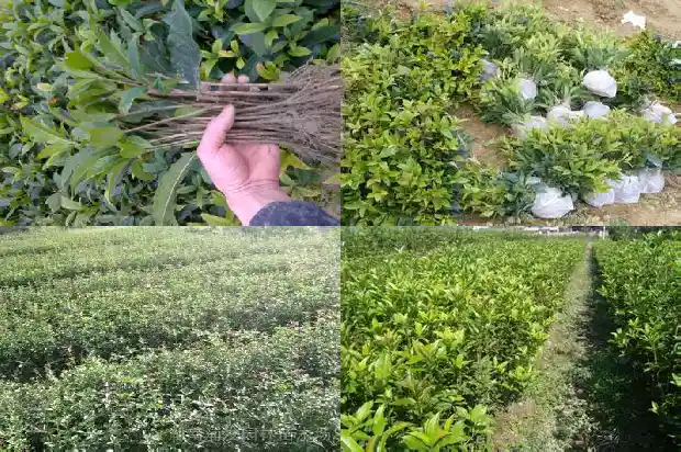 冬季移栽桂花树怎么办1683245632873