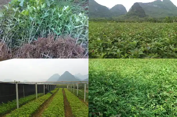 桂花树十月份移栽好吗北方1683245703650
