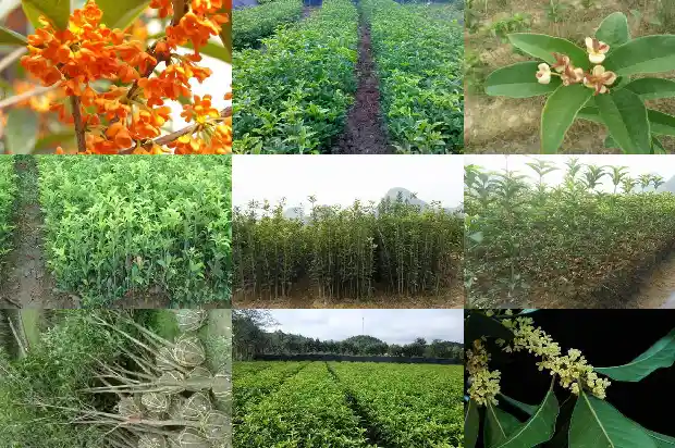 桂花树十月份移栽好吗北方1683245703698