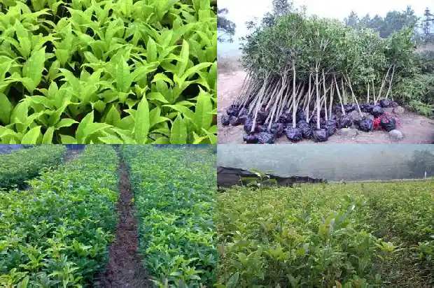 桂花树十一月份能移栽吗1683245794250