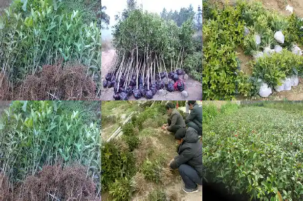 桂花树十一月份能移栽吗1683245794298