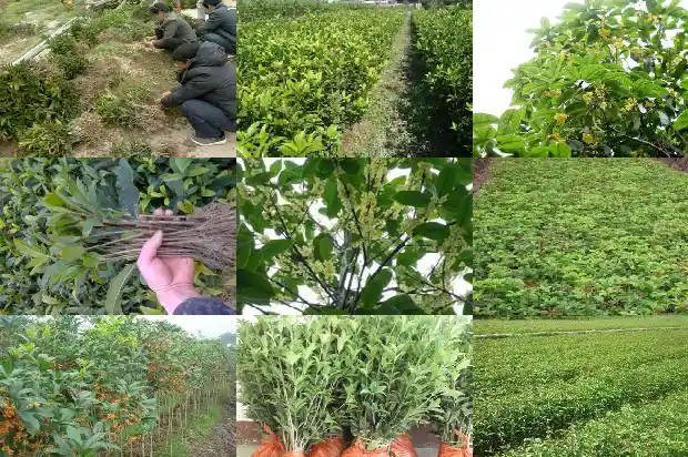 移栽桂花树第一年注意什么事项1683245876151
