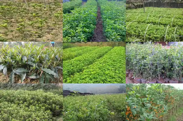 移栽桂花树第一年注意什么事项1683245876198