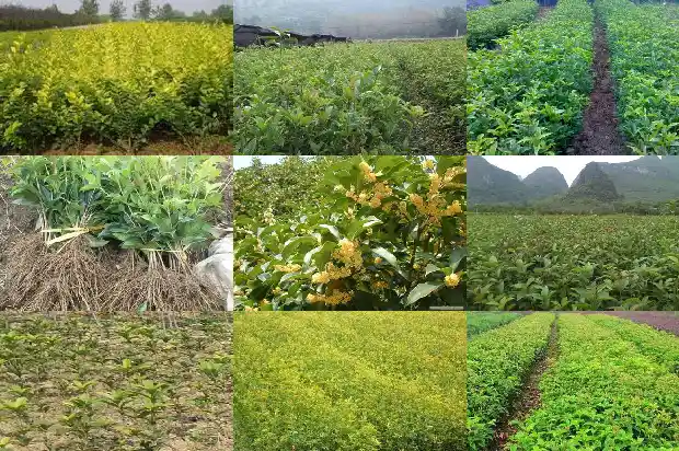 移栽桂花树第一年注意什么事项1683245876246
