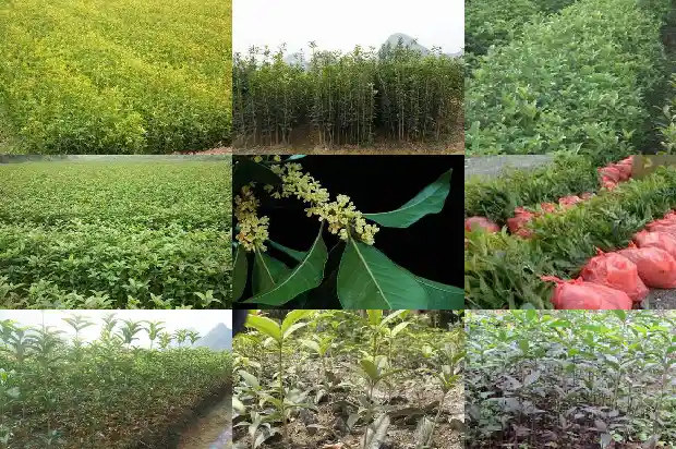 移栽桂花树第一年开花吗1683245963827