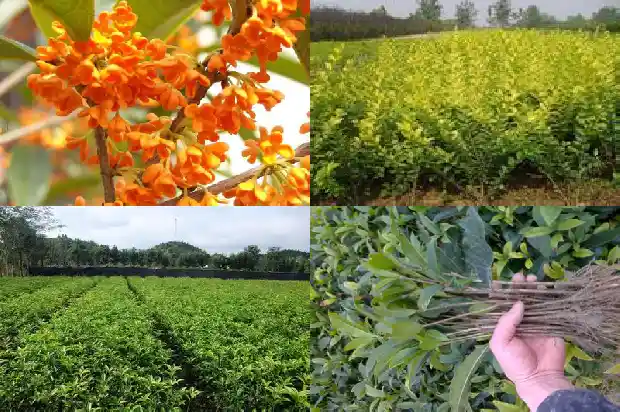 移栽桂花树第一年开花吗1683245963874