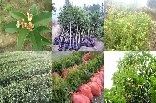 移栽桂花树第一年开花吗1683245963922