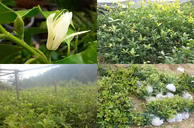 移栽桂花树第一年开花吗1683245963970
