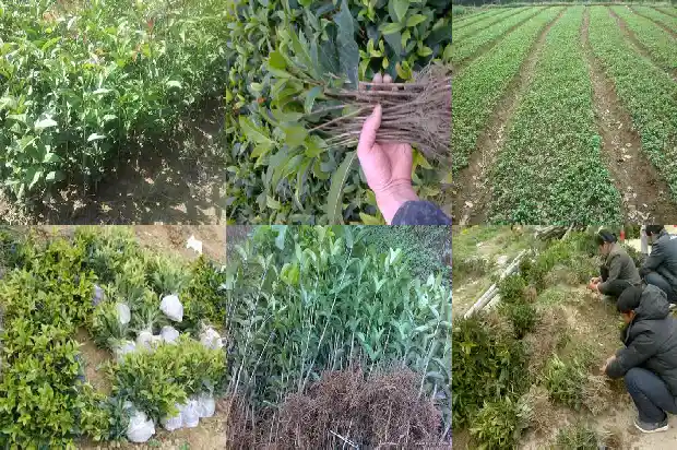 大型桂花树的移栽最佳时间和方法时间1683246047551