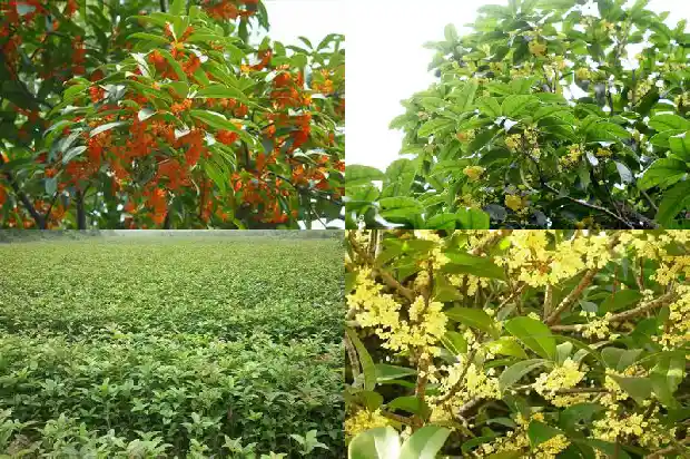 大型桂花树的移栽最佳时间和方法时间1683246047597