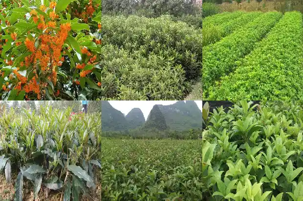 四季桂花价格多少1690072383005