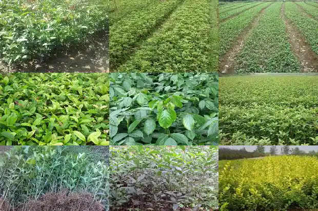 桂花树何时可以移栽?1683246134139
