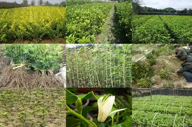 盆栽天香台阁桂花怎么养好1690072613768