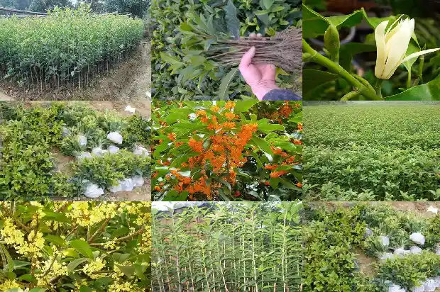 十月移栽桂花树注意哪些问题1683246212586