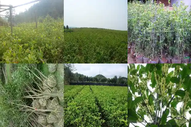 十月移栽桂花树注意哪些问题1683246212633