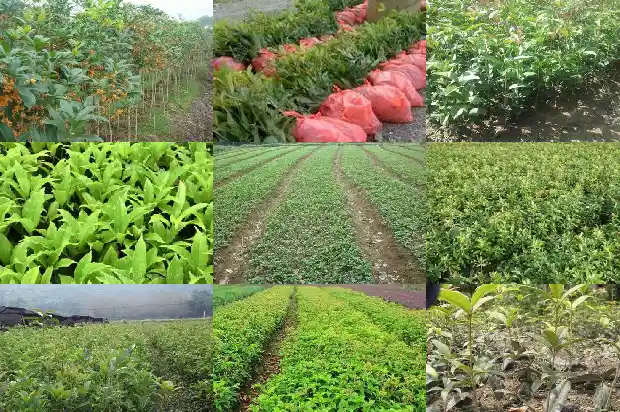 10月份桂花树容易种活吗1683246298572