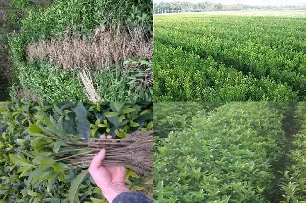 10月份桂花树容易种活吗1683246298620