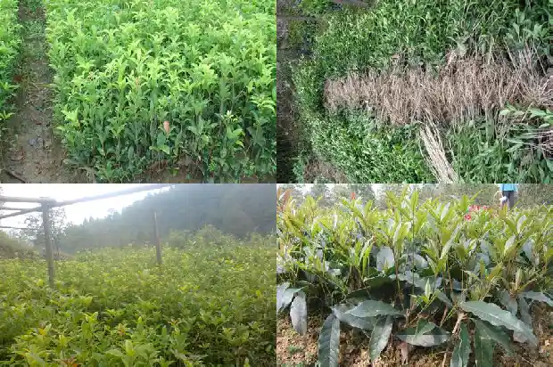 十月份桂花树还能栽活吗1683246372496