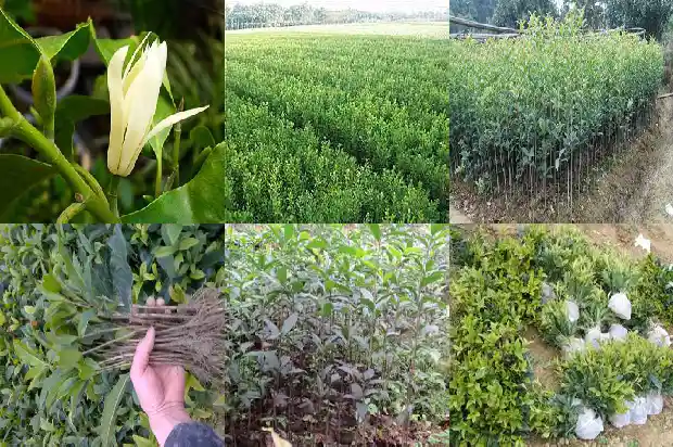 十月份桂花树还能栽活吗1683246372544