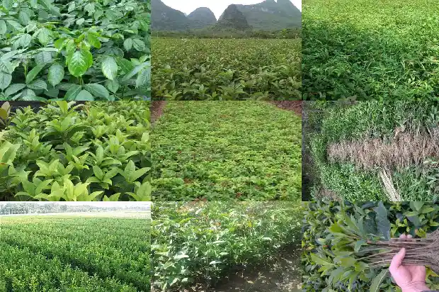 十月份桂花树还能栽活吗1683246372590