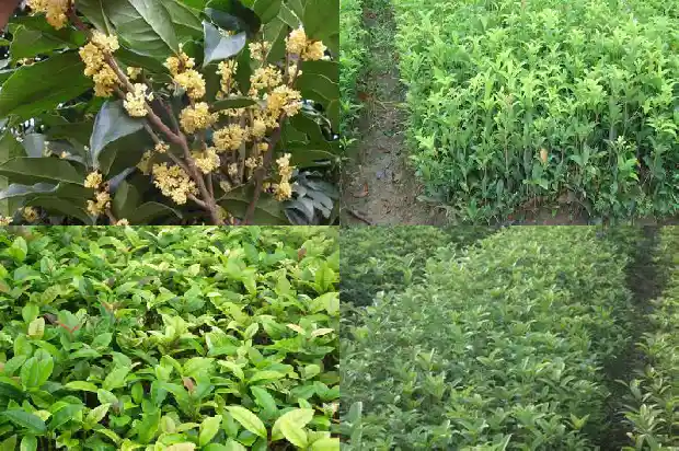 十月份桂花树还能栽活吗1683246372638