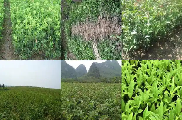 桂花树冬天移栽好吗北方1683246445254