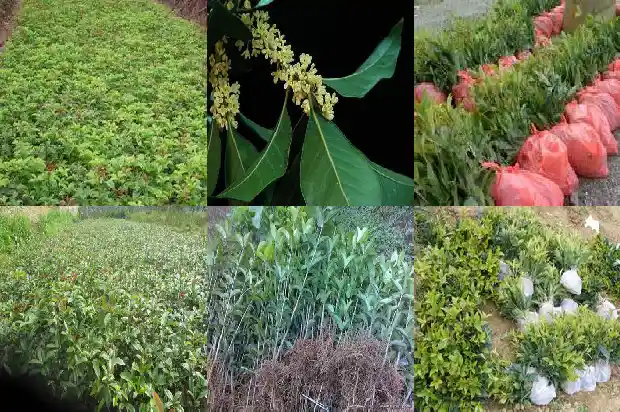 刚移栽的桂花树冬季怎样养护1683246548034
