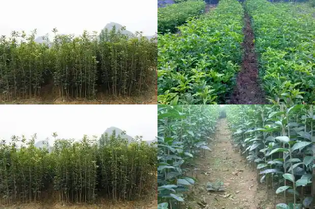 刚移栽的桂花树冬季怎样养护1683246548082
