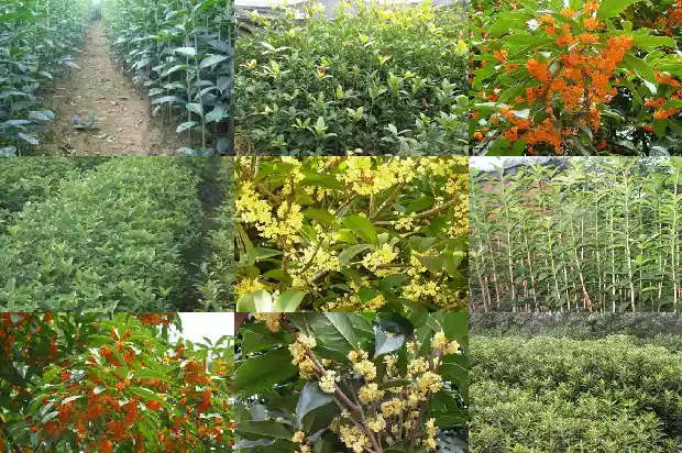 树上采摘的桂花可以直接泡茶喝吗1689035060348