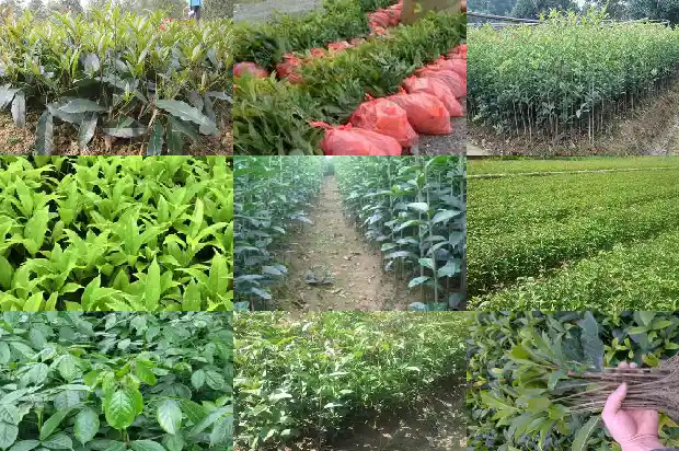 什么时候移栽桂花树好活一点1683246695324