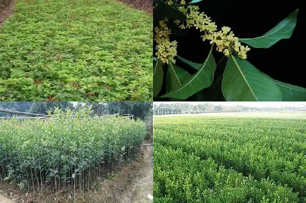 什么时候移栽桂花树好活一点1683246695372