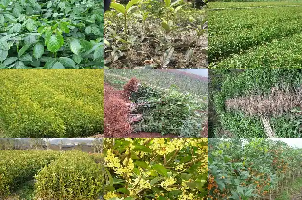什么时候移栽桂花树好活一点1683246695419