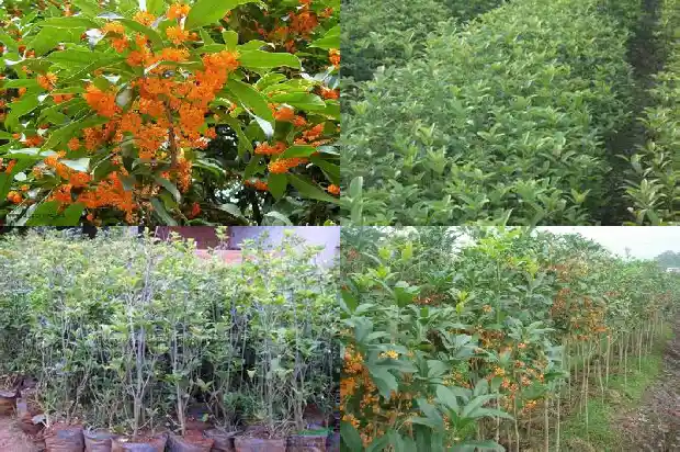 盆栽桂花修剪技巧和方法1688347074282