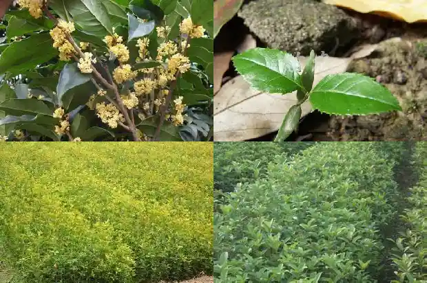 桂花叶子干枯可以剪掉吗怎么剪1683246847779