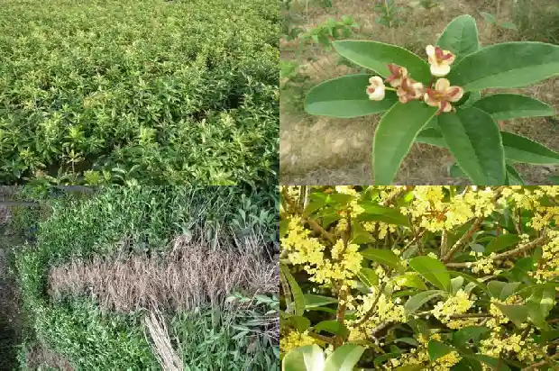 桂花叶子全剪掉还能活吗1683246969607
