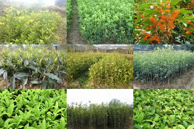 桂花叶子全剪掉还能活吗1683246969655