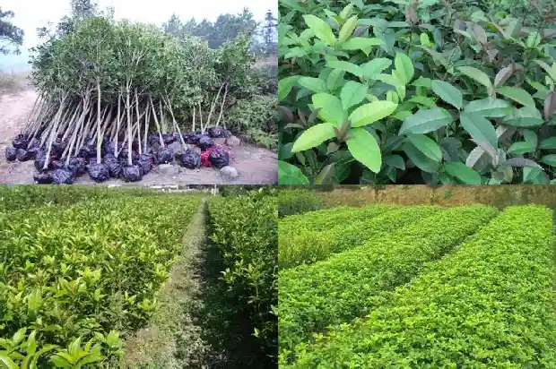 桂花树如何移植栽培方法1683247017923